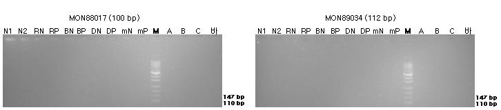 표준시료의 구조유전자(MON88017와 MON89034)의 정성 PCR 분석 결과를 전기영동한 이미지