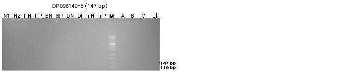 표준시료의 구조유전자(DP098140-6)의 정성 PCR 분석 결과를 전기영동한 이미지