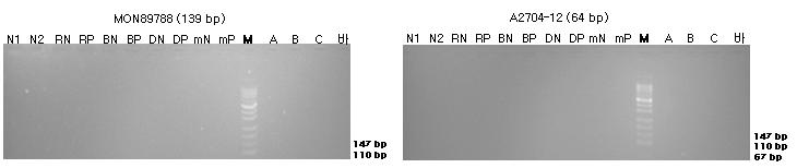 표준시료의 구조유전자(MON89788과 A2704-12)의 정성 PCR 분석 결과를 전기영동한 이미지