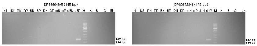 표준시료의 구조유전자(DP356043-5과 DP305423-1)의 정성 PCR 분석 결과를 전기영동한 이미지