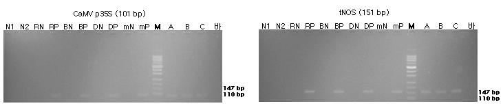 표준시료의 구조유전자(CaMV p35S과 tNOS)의 정성 PCR 분석 결과를 전기영동한 이미지