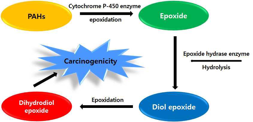 The major metabolic pathway of PAHs leading to the ultimate carcinogen