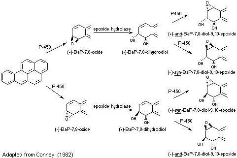 Polycyclic A romatic Hydrocarbons Metabolism