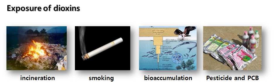 다이옥신류의 주요 노출경로