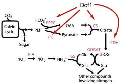 Nitrogen assimilation pathway