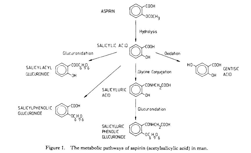 Metabolic pathway of aspirin in liver.