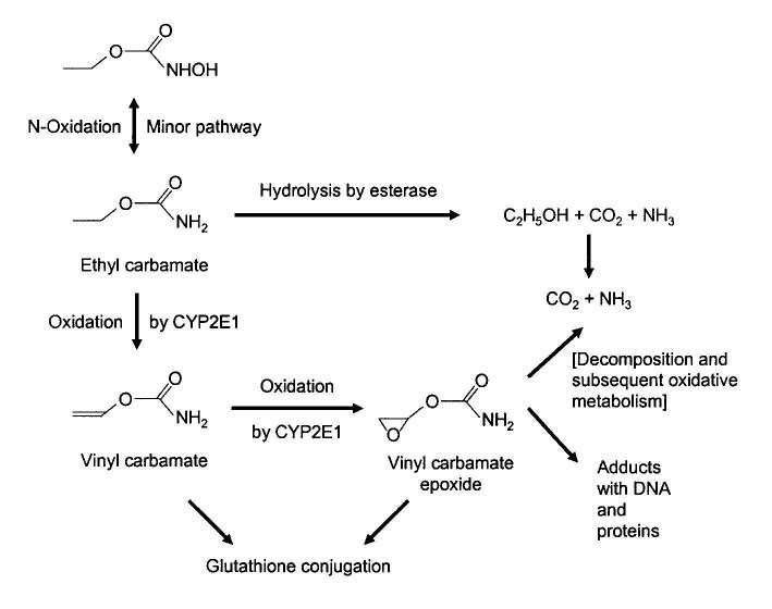 Pathways of biotransformation of ethyl carbamate
