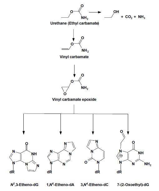 DNA adducts derived from ethyl carbamate