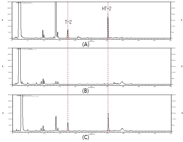 Chromatograph of T-2 and HT-2 toxins standard (100 ug/kg); A, control(Foxtail millet); B, and spiked cereal sample (100 ug/kg); C