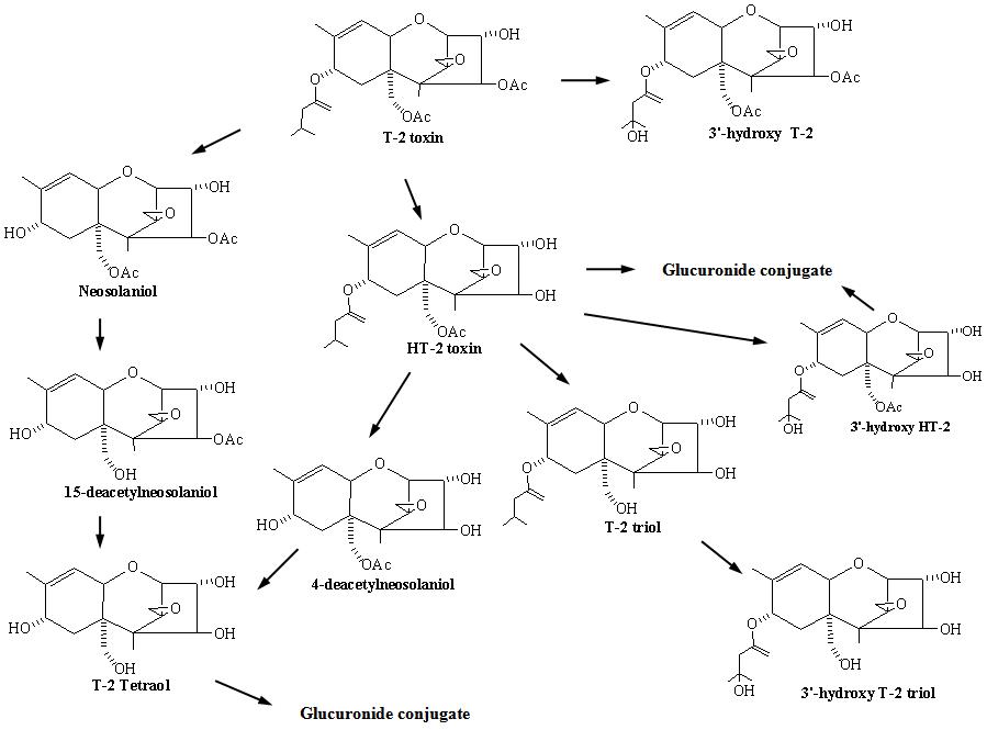 Metabolic pathway of T-2 toxin