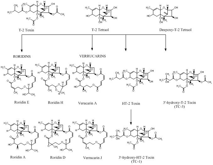 Metabolic pathways of T-2 toxin in Baccharis sp. Plants