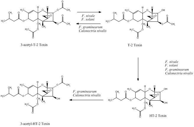 The selective deacetylation at the C-4 position of T-2 toxin to give HT-2 toxin catalyzed by cereal carboxylesterases