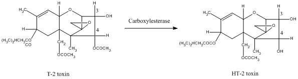 Metabolic pathways of T-2 toxin in fungi