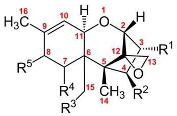 Structure of type B trichothecenes.