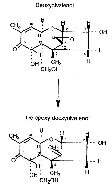 Metabolism of deoxynivalenol