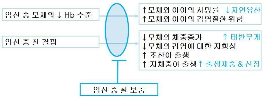 철분과 임신결과