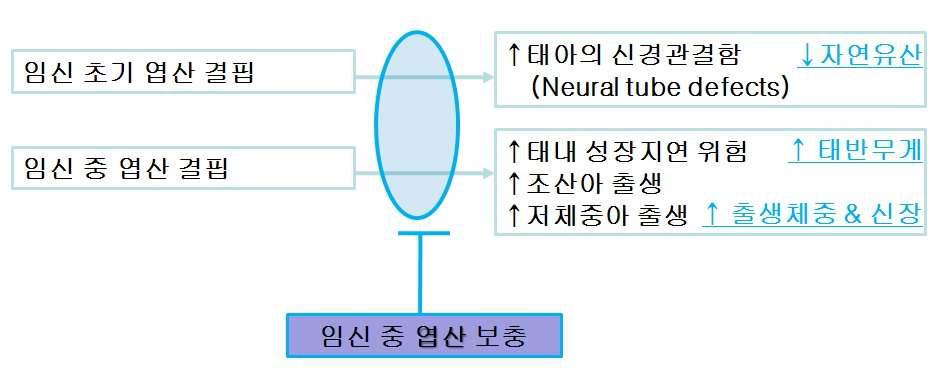 엽산과 임신결과