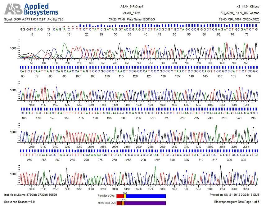 pCAT3-ASAH1 sequencing 결과