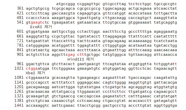 합성된 ASAH 1 sequence