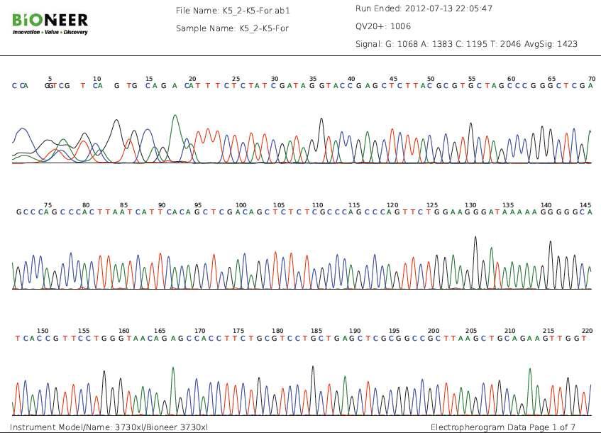 pCAT3-Truncated K5 promoter+intron+ASAH1의 sequencing 결과