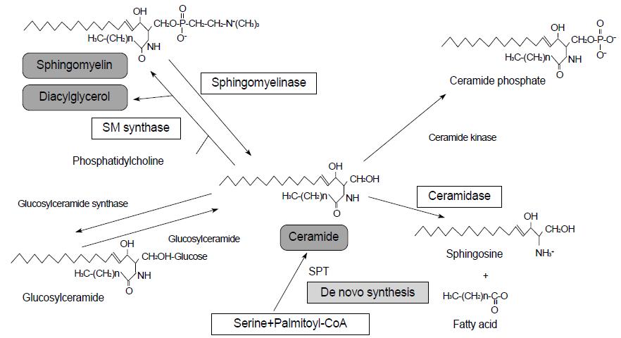 각질층의 ceramide 합성 및 분해