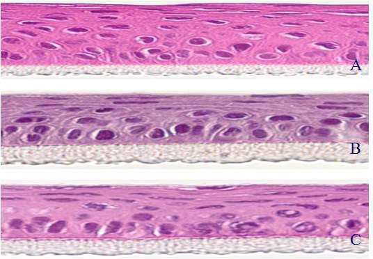 Histological cross-section of reconstituted human cornea model.