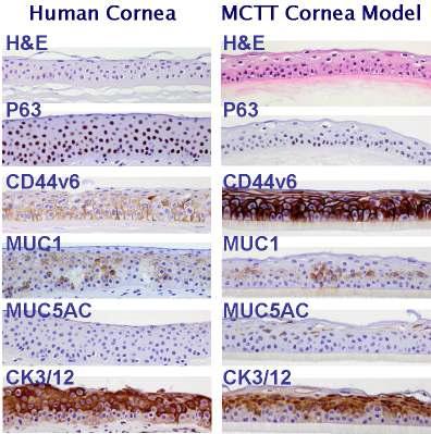 Histology of cornea model compared to normal human cornea