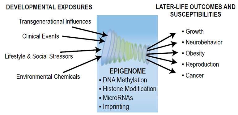 Developmental Origins of Health and Diseases 기전의 개요