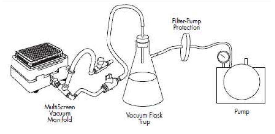 MultiScreen Vaccum Manifold