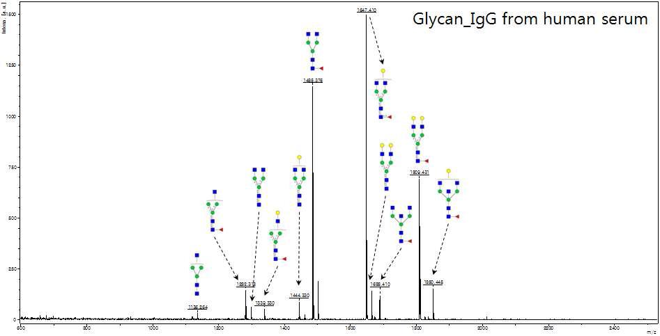 MALDI-TOF 질량분석기를 이용한 human IgG의 당사슬 양상 및 당서열 분석
