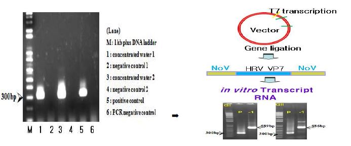 그림 6. 노로바이러스 Conventional RT-PCR 양성대조군 개선; 임상시료 양성대조군(좌), 합성 양성대조군(우)