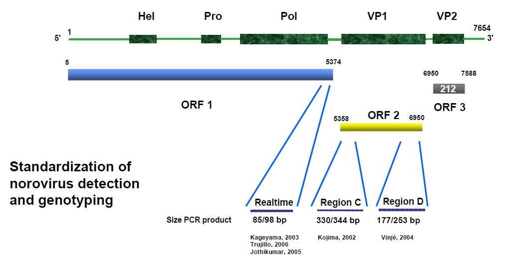 그림 5. CDC 노로바이러스 genotyping을 위한 Conventional RT-PCR 증폭 위치