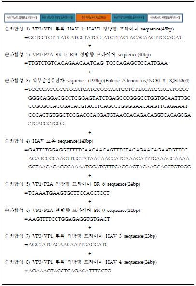 그림 14. A형 간염바이러스의 Conventional RT-PCR 양성대조군 gene 합성 sequence