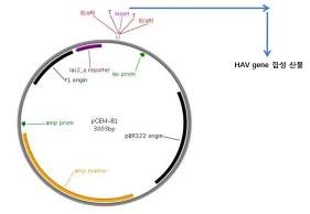 그림 15. pGEM vector의 mutli-cloning site와 map