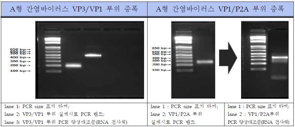 그림 26. A형 간염바이러스 Conventional RT-PCR 표준양성대조군 PCR 결과