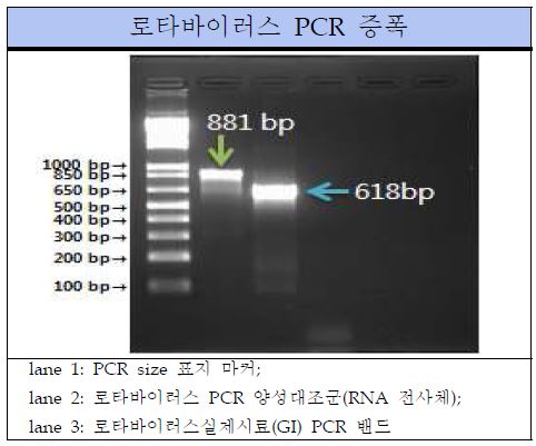 그림 27. 로타바이러스 Conventional RT-PCR 표준양성대조군 PCR 결과