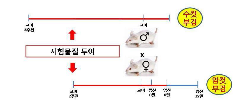 수태능 및 초기배 발생시험의 모식도