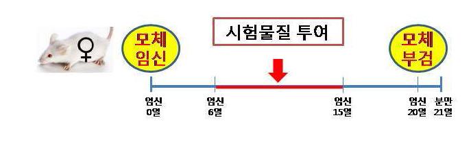 배·태자 발생시험의 모식도