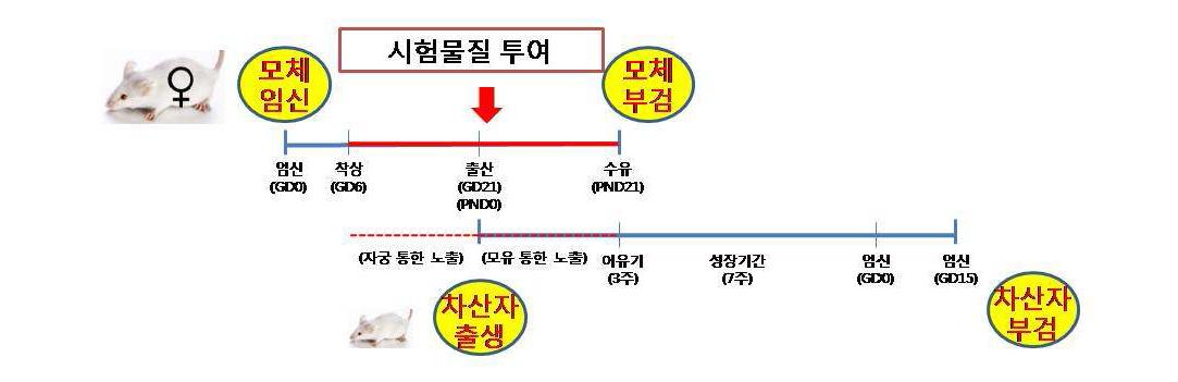 출생 전·후 발생 및 모체기능시험의 모식도