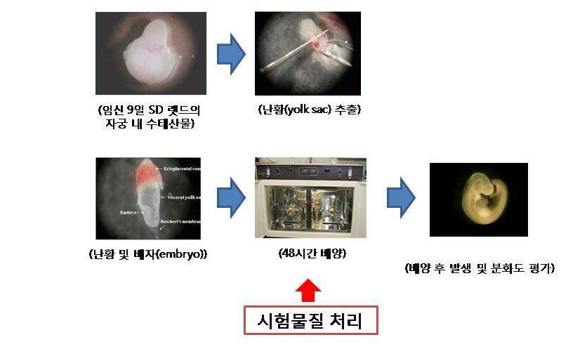 전배자 배양시험의 모식도