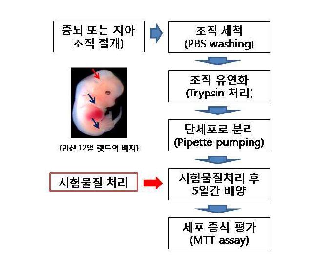 중뇌 및 지아세포 배양시험의 모식도