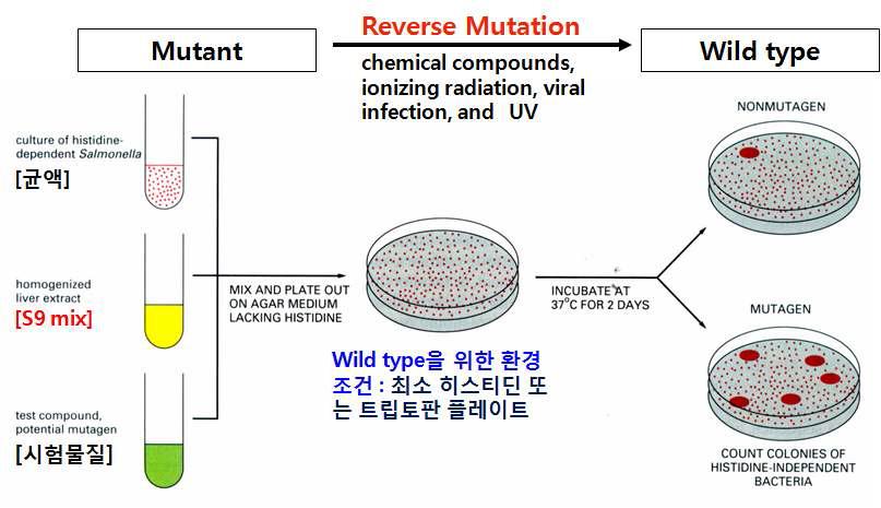 복귀돌연변이 시험의 모식도