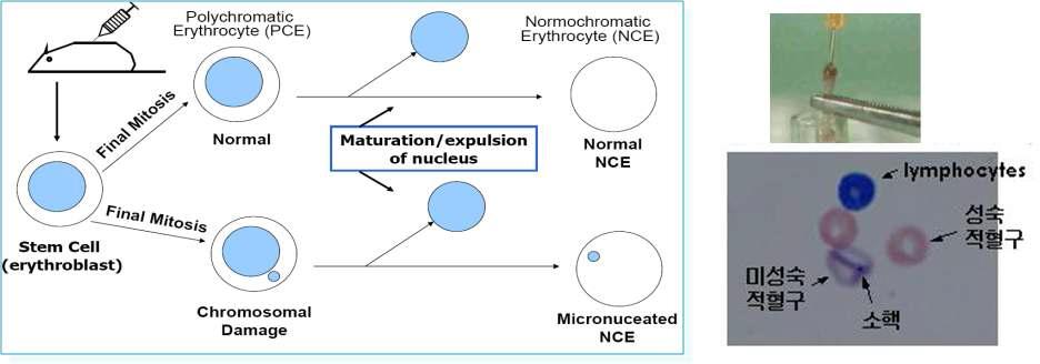 설치류 골수세포를 이용한 소핵시험의 모식도