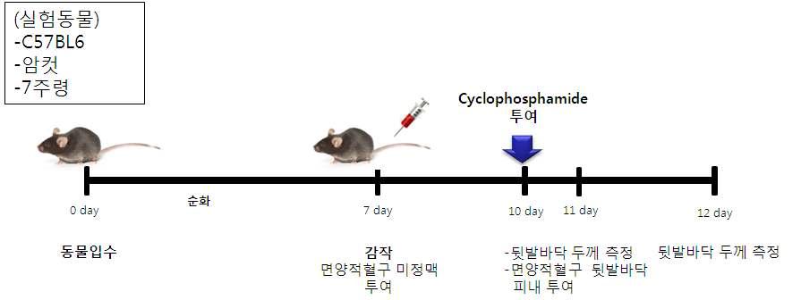 지연형과민반응 시험 모식도