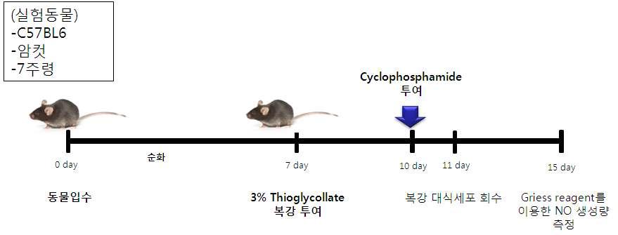 복강대식세포 활성능 평가 시험 모식도