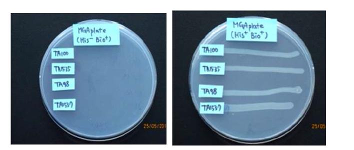 박테리아 균주의 아미노산 요구성 검사 결과