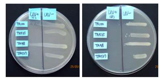 박테리아 균주의 UV 감수성 확인 결과