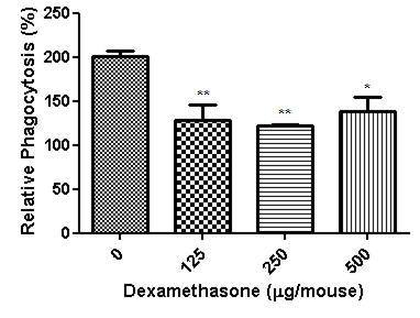 Dexamethasone 투여에 의한 복강 대식세포 탐식작용 시험 결과