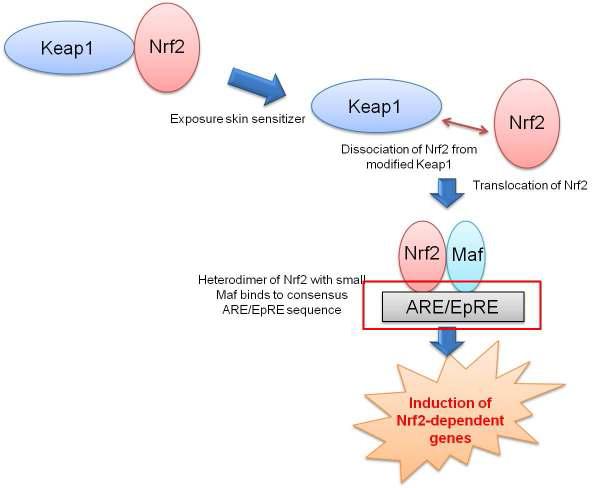 Keap1-Nrf2-ARE pathway