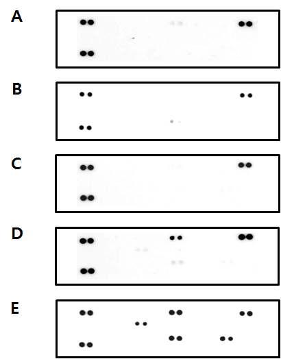 The human cytokine array detects multiple analyties in HaCaT-A RE cell line. Cells were treated with (A) hexyl cinnamic aldehyde 5 μM, (B) 2,4-dinitrochlorobenzene 5 μM, (C) salicylic acid 640 μM, (D) sodium lauryl sulfate 50 μM, and (E) nickel chloride 560 μM.